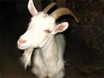 Православный священнник встал на защиту коз от колдовства