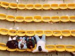 Термиты погрызли кресла футбольного стадиона в Чили
