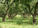 В районах Ростовской области высадят по 70 деревьев 