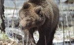 Власти США больше не будут защищать медведей гризли