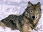 Тайна раскрыта: ученые вырастили клонированных волков