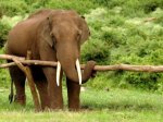 Озверевший слон убил двух туристов