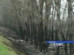 В администрации разрабатывают меры борьбы с лесными пожарами 