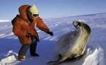 Число тюленей, погибших на побережье Каспия, достигло 127