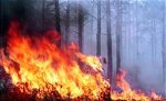 В Сибири горят леса на площади более тысячи гектаров