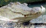 Тайваньскому ветеринару успешно пришили откушенную крокодилом руку