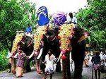 На защиту слонов встал … суд