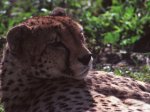 На Северный Кавказ привезут леопардов для восстановления популяции