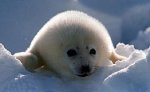 Число погибших в Казахстане каспийских тюленей достигло 679