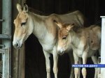 В Таганроге детей больных церебральным параличом лечит семилетний пони 