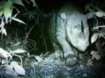 Носорог с Борнео попался на видео