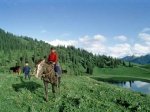 Казахстанский чабан разорвал пасть волку