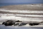 Число погибших на Каспии тюленей превысило 700 