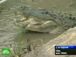 Гигантский крокодил устроил затор на автостраде