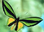 Москвичи уничтожили экспозицию экзотических бабочек