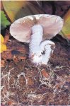 Все о грибах: структура и размножение грибов