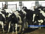 Животноводам Ростовской области помогут приобрести молоковозы и скотовозы 