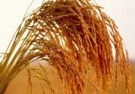 Из-за Олимпиады китайским фермерам запретили выращивать рис