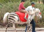 Китайские ботаники зарабатывают на поддельной зебре
