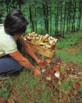 Грибы. Как правильно собирать грибы