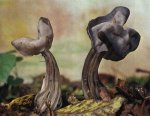Гриб Лопастник ямчатый. Классификация гриба. (фото)