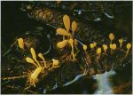 Гриб Митруля болотная. Классификация гриба. (фото)