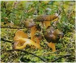 Гриб Лисичка желтеющая. Классификация гриба. (фото)