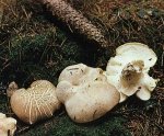 Гриб Овечий гриб. Классификация гриба. (фото)