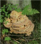 Гриб Мерипилус гигантски. Классификация гриба. (фото)
