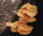 Гриб Трутовик серно-желты. Классификация гриба. (фото)