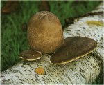 Гриб Трутовик березовый. Классификация гриба. (фото)