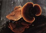Заборный гриб. Классификация гриба. (фото)