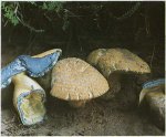 Гриб Синяк. Классификация гриба. (фото)
