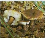 Каштановый гриб. Классификация гриба. (фото)