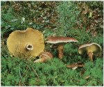 Гриб Болетинус полоножковыи, моховик полоножковый. Классификация гриба. (фото)