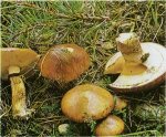 Гриб Масленок обыкновенный. Классификация гриба. (фото)