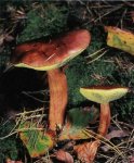 Польский гриб. Классификация гриба. (фото)