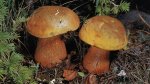 Гриб Дубовик обыкновенный, дубовик оливково-бурый. Классификация гриба. (фото)