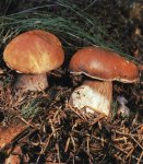 Гриб Белый гриб, боровик. Классификация гриба. (фото)