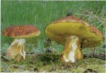 Белый гриб сосновый. Классификация гриба. (фото)