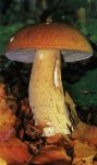 Белый гриб, форма сетчатая. Классификация гриба. (фото)