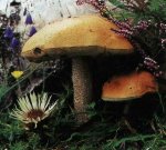Гриб Подберезовик обыкновенный. Классификация гриба. (фото)