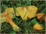 Гриб Гигроцибе коническая, гигроцибе чернеющая. Классификация гриба. (фото)