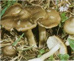 Гриб Эйтолома съедобная, энтолома садовая. Классификация гриба. (фото)