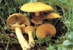 Гриб Феолепиота золотистая, чешуйчатка травяная. Классификация гриба. (фото)