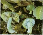 Гриб Строфария сине-зеленая. Классификация гриба. (фото)