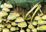 Гриб Ложнопенок серно-желтый. Классификация гриба. (фото)