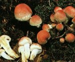 Гриб Ложноопенок кирпично-красный. Классификация гриба. (фото)