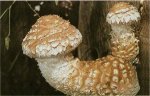 Гриб Чешуйчатка разрушающая. Классификация гриба. (фото)
