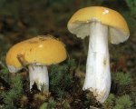 Гриб Сыроежка светло-желтая. Классификация гриба. (фото)